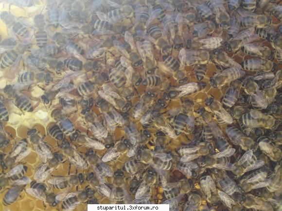 incepator rau intreaba salutare apicultori din toata lume, ieri mai facut ultima evaluare tuturor