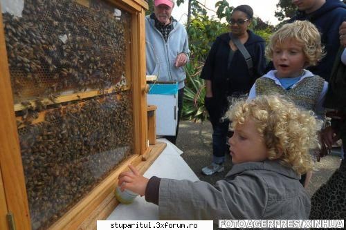 albinele crescute marile tinde devina activitate distincta primariei parisului, relateaza rfi. ideea