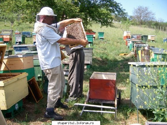 vara stupina populatie buna, cuib blocat miere, este normal albinele mute mierea cat, mai cladeasca.