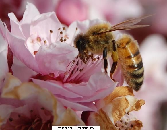 multi ani...de sfantul nicolae pentru floare pentru albinala multzi ani amandurora