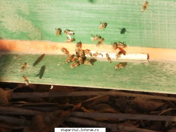 alte targuri apicole... siguranta organiza cea editie targului apicol slobozia, perioada 5-6