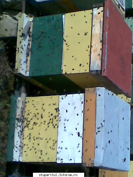 a folosit cineva sprayurile sau pasta cu feromoni albinelor