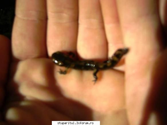 pozele proapis13 vechiul izvor 1100m altitudine gasit pui salamandra