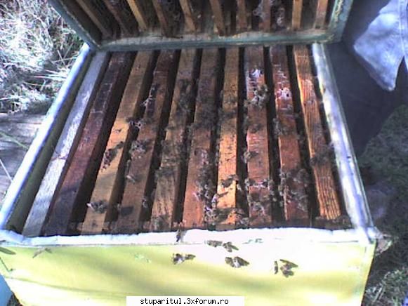 si ultima.e ceva albina in corpul de jos dar nu ghem. - ghem format in catul de jos (unde nu sunt