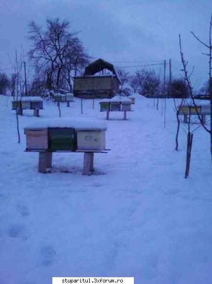 albinele mele iarna