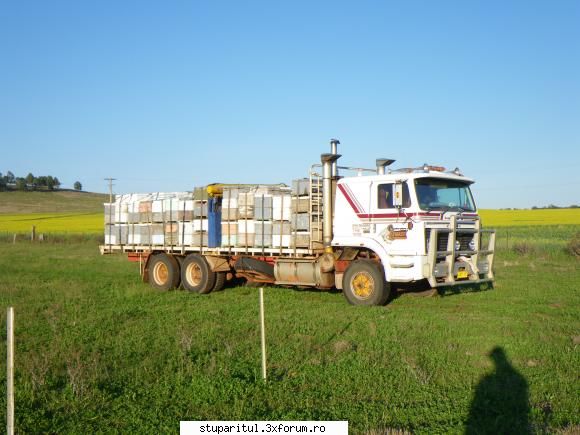 incarcarea stupilor australia plateste 70$ stup polenizare rapita. camionul dotat macara hidraulica