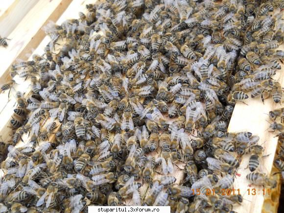 apicultori botosani salut tie din arad .ma bucur cunoastem macar forum.bine venit!!!