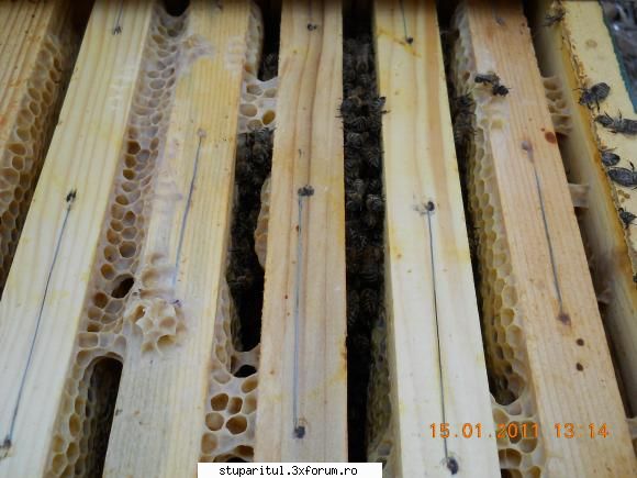 miere punga doar aceasta familie gasit albinele fost roi mai slabut 30.06.2010 cand l-am primit dar