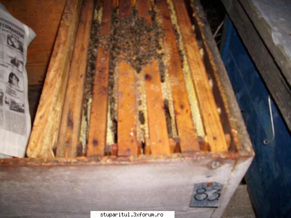 experiment derulare: zahar invertit, versus miere, versus apifonda din ianuarie