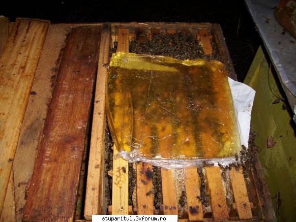experiment derulare: zahar invertit, versus miere, versus apifonda tot aceeasi