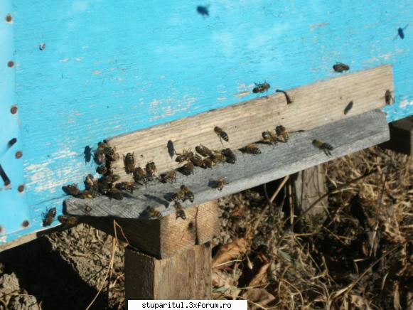 februarie 2011 albinee aduc polen albinele iesit zborul curatire aduc polen florile
