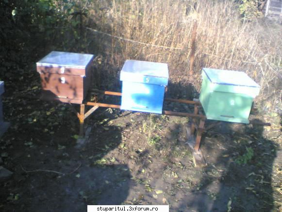 incepator apicultura alta