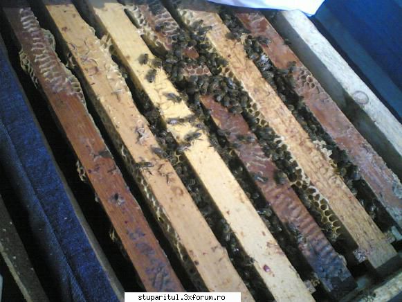 incepator apicultura intre timp temp afara era 5-6 grc,n-am umblat putut vad ceva puiet sau rame