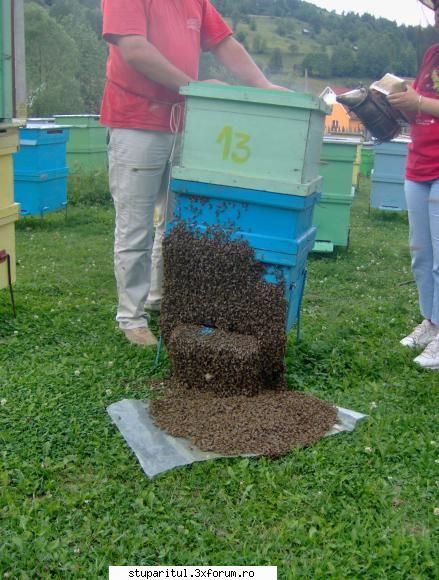 genutzu/ neamt/ stup cat 1/2 albinele jos erau scuturate din capac. introdus doilea corp mare 1/1