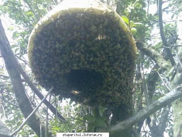 caut printre apicultori anul trecut facut experiment roi natural.am inceput un  roi foarte