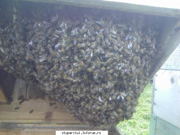 caut printre apicultori luna august arata cam asa.