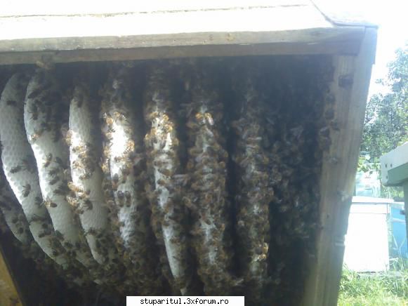 caut printre apicultori cladise rame
