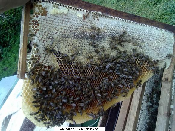 caut printre apicultori rama miere aug.2010