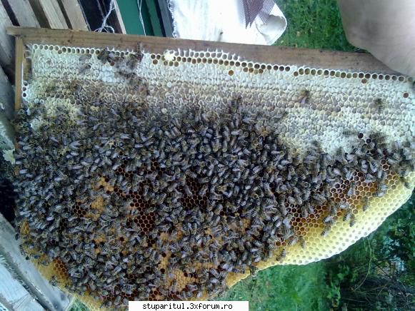 caut printre apicultori rama puiet aug.2010
