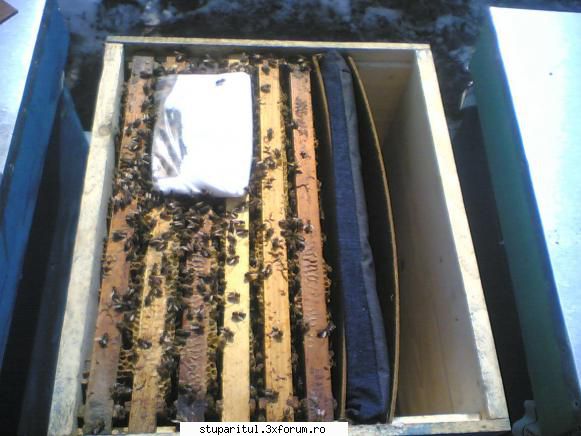 incepator revizii nr.5:-are ceva albina ,cele intervale ocupate aproape din belsug,pe trei rame plus