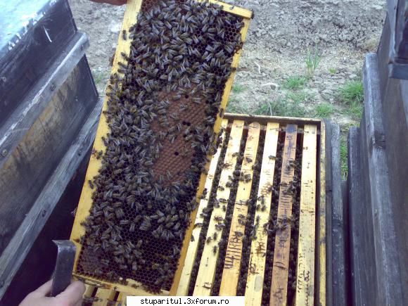 salutari apicultori rama puiet, 4-a din