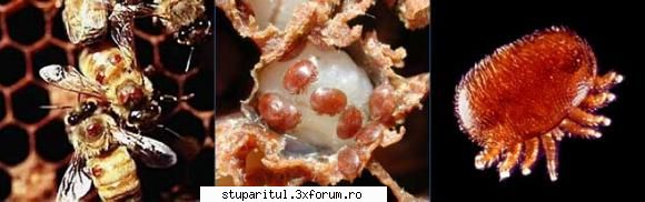 adica cum nu poate respira fara albina pe care ca e o hranit da ca nu are de unde , dar de respirat