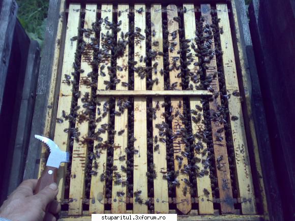 salutari apicultori familii albine mer, azi ...