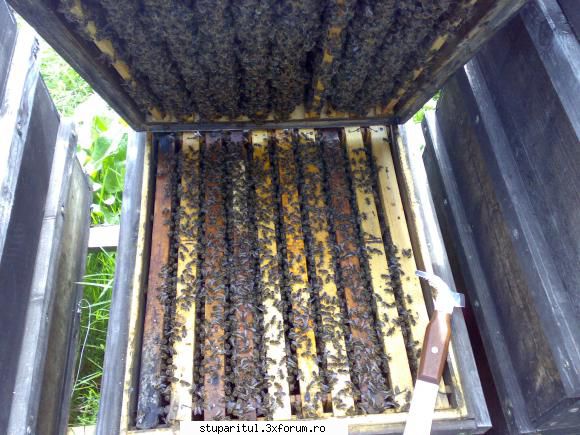 salutari apicultori intre caturi ... vede coborat albinele catul jos, facem unele fam. inceput matca
