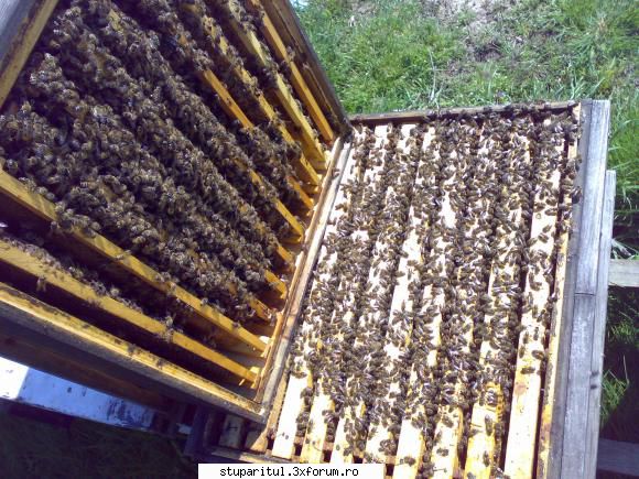 salutari apicultori alta: