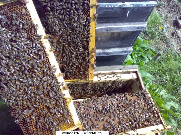 salutari apicultori ... vede bine puietul polenul ... mai incercam alta