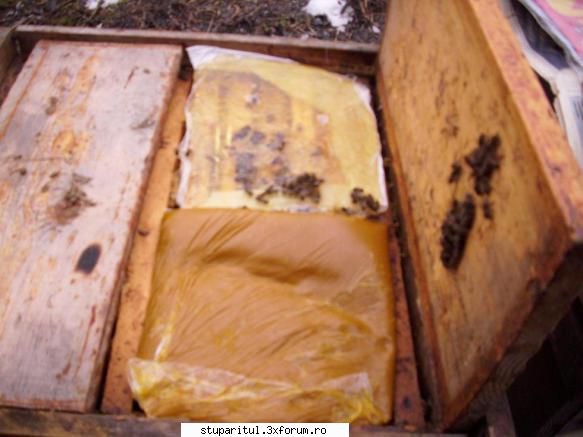experiment derulare: zahar invertit, versus miere, versus apifonda aceeasi, polen