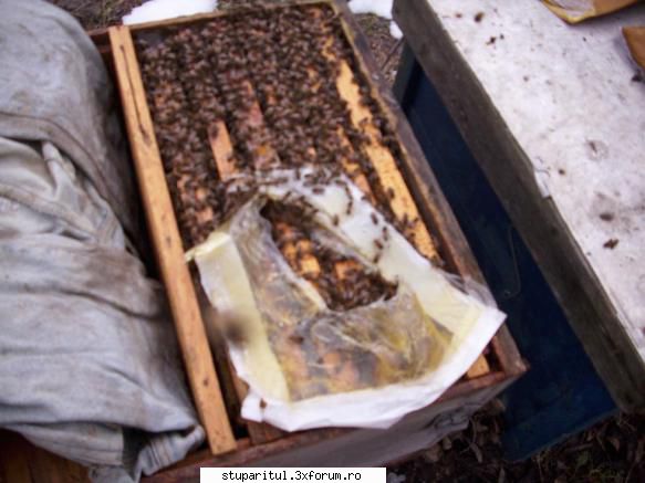 experiment derulare: zahar invertit, versus miere, versus apifonda tot