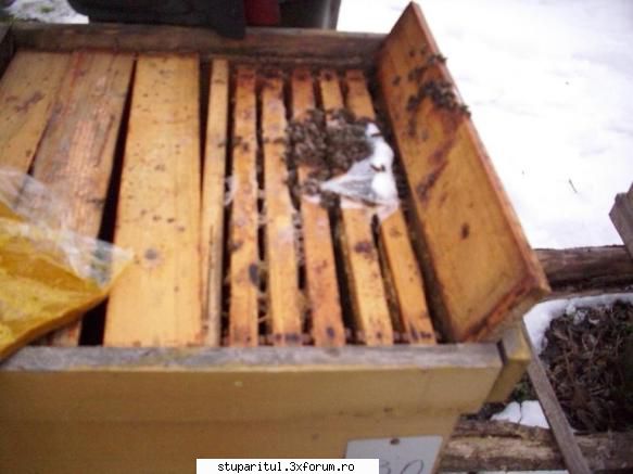 experiment derulare: zahar invertit, versus miere, versus apifonda una apifonda