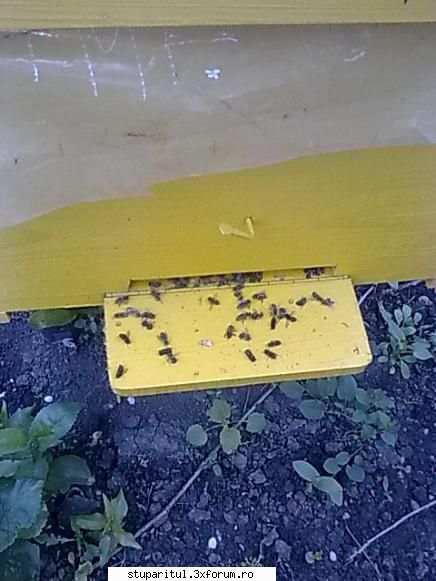 400 familii albine ramase fara din cauza albine moarte scandura zbor