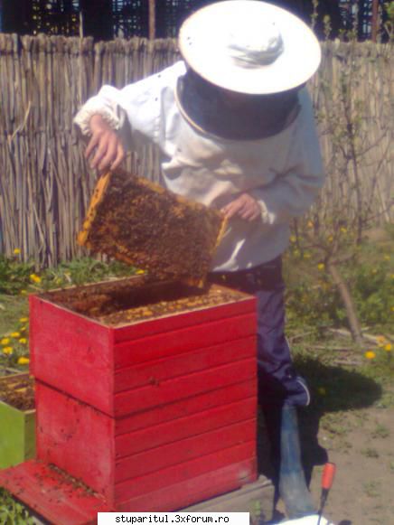 cum prezinta famiile albine alte zone? salut, cam asa. corpuri inainte rapita zile.