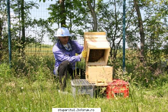 flavian albinele brasov prima familie albine cinci zile dupa instalarea stup warre: