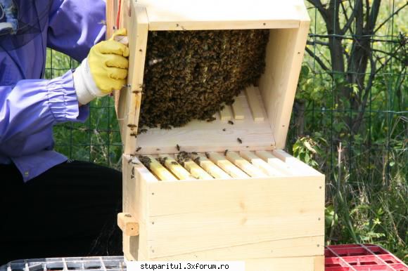 flavian albinele brasov construit ceva, dar mai pana termina primul cat: