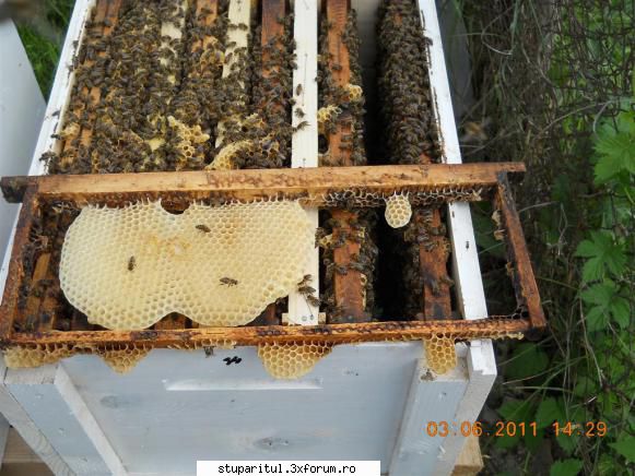 pledoarie pentru rama claditoare imagine mai ansamblu mai ramas din botci vede incadrat cele albine