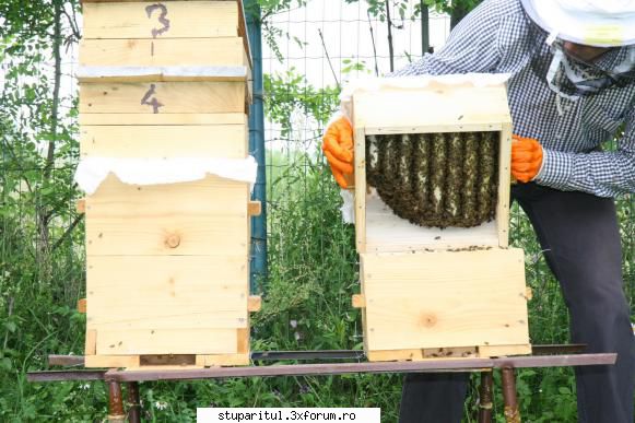 flavian albinele brasov numarul nici doua saptamani facut aproape trei sferturi din primul cat. merg