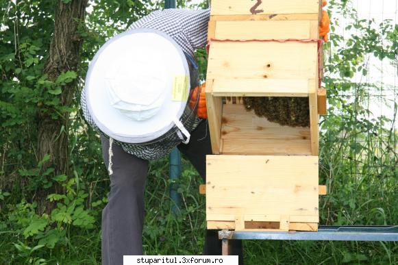 flavian albinele brasov numarul merge mult mai slab numarul desi fost instalati cam aceeasi