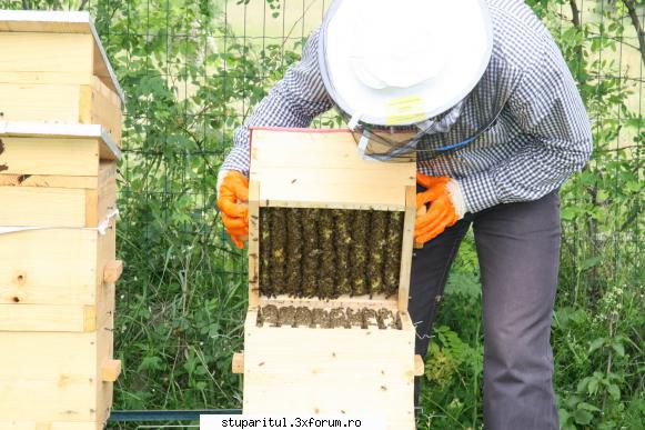 flavian albinele brasov numarul cel mai vechi cel mai avansat, lucreaza deja catul doilea.