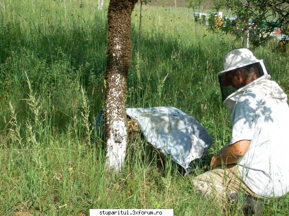 bee wranglers study hive mentality min. finalul CLUB STUPARITUL