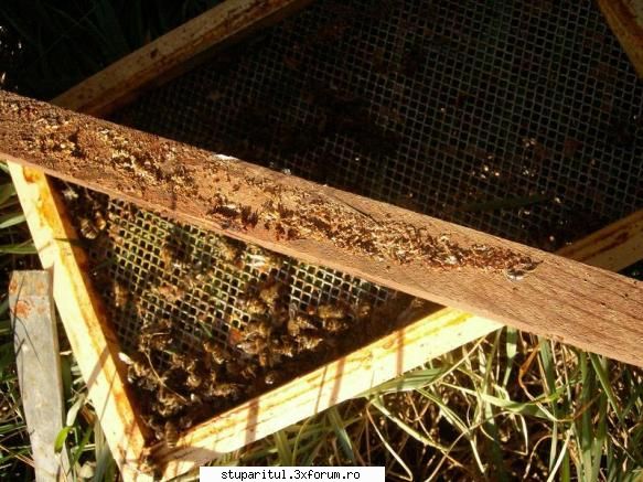 disparitia elucidata albine alt mare necaz este infestatia mare unele familii varroa. CLUB STUPARITUL