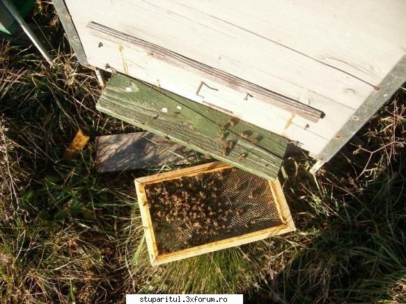 disparitia elucidata albine albine moarte multe fata alti ani gasit. mai mult inca disparut nici CLUB STUPARITUL