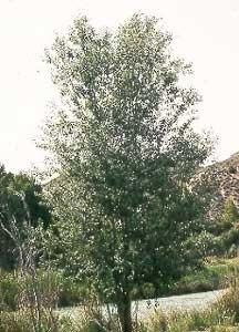 salciile populus alba plopul alb)aspect general