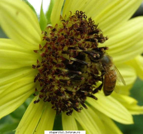 hranire pana acum iernat albinele decat miere din flori iarna le-am dat turte facute mine. acum aflu