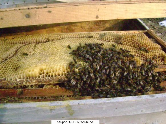 ianuarie februarie februarie familiile deja sunt turate facut rama pusa deasupra albinele carat