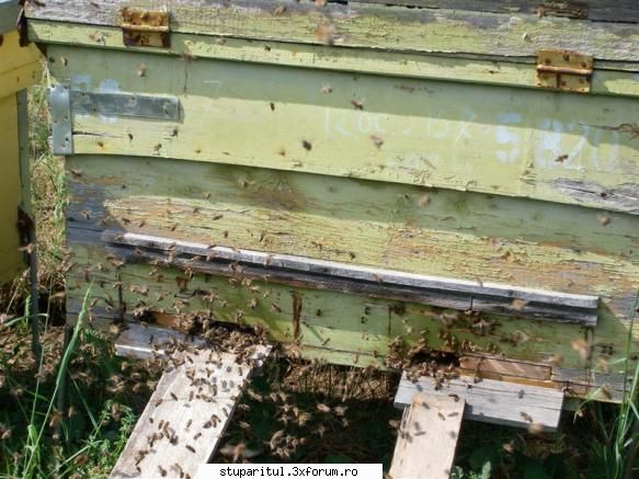 colector polen tip salaj iarna impotriva gratia bucata placaj, decupat pentru accesul albinelor, dar