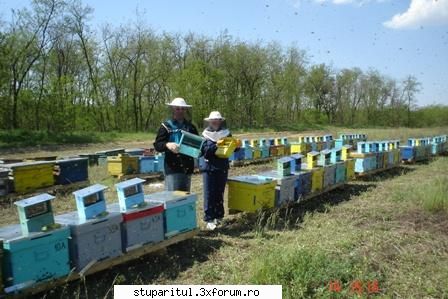 familia antemir apicultori incepatori