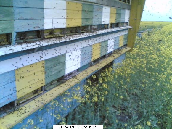 d.d.-dila' daniel albinele sunt largul lor rapita